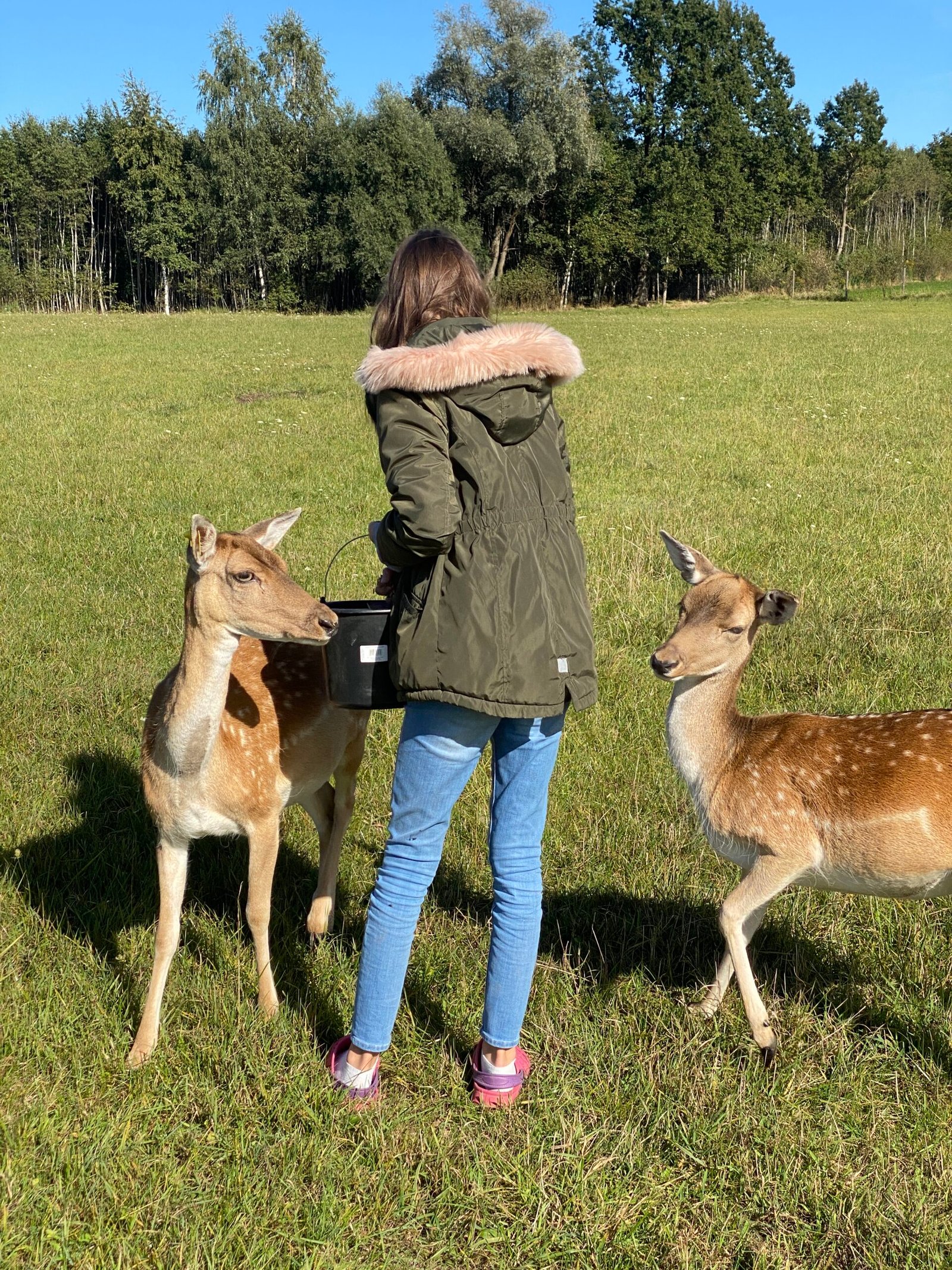 Fallow Deer (3 yo, female)